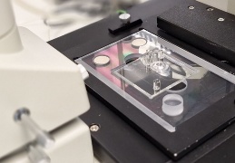 microfluidic electrophoresis microfluidic electrophoresis
